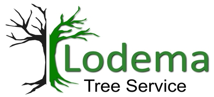 tree service in New Jersey Lodema Tree Service